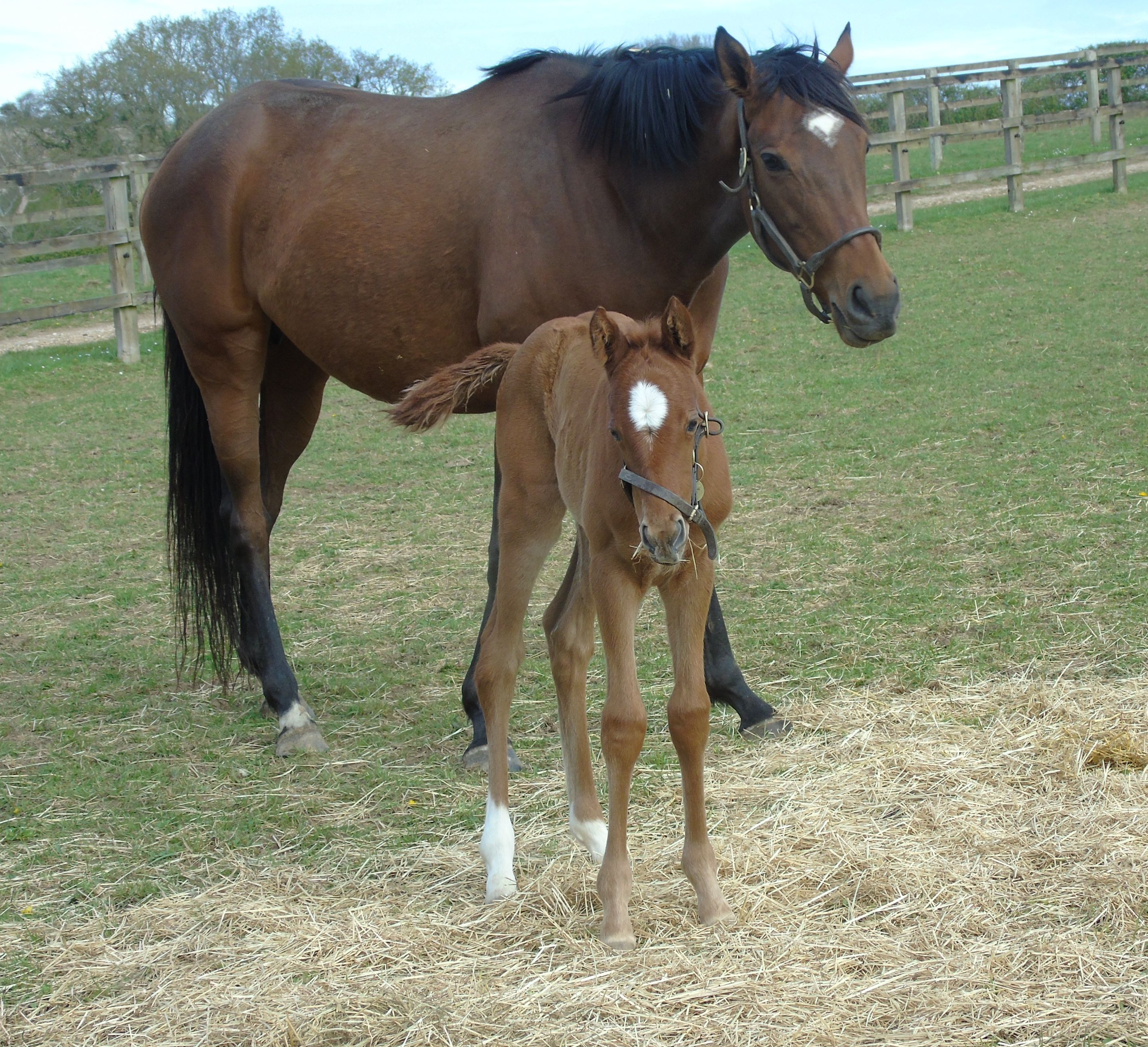 2026 filly by New Bay